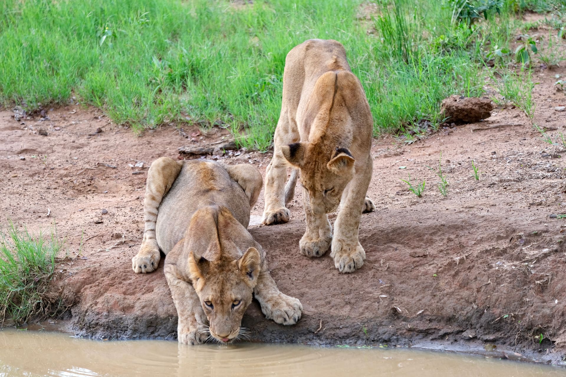 Two lion cubs at a waterhole, one drinking
