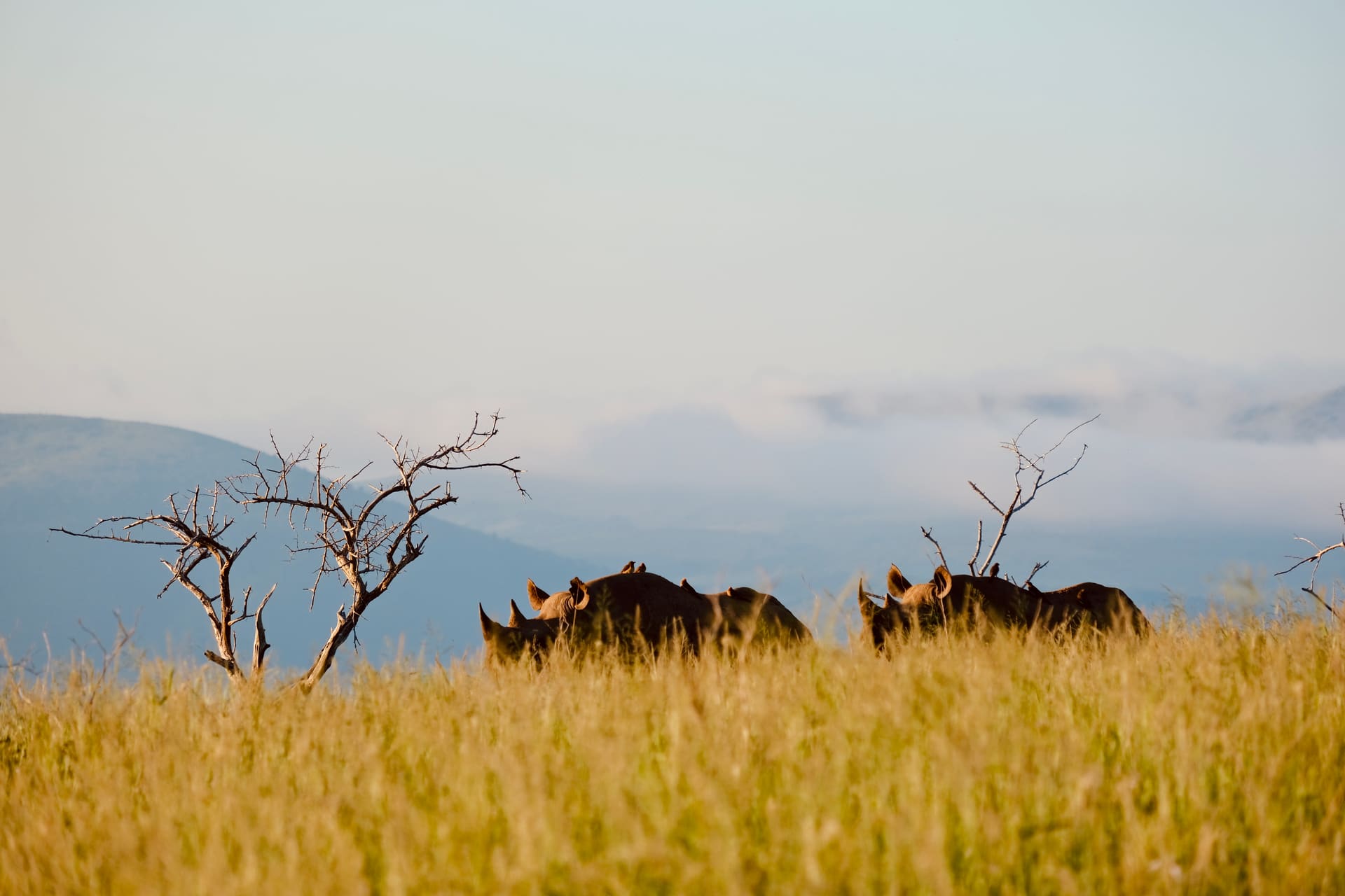 Two rhinos with birds on their backs, mostly hidden in golden grass beside a dead tree
